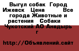 Выгул собак. Город Ижевск › Цена ­ 150 - Все города Животные и растения » Собаки   . Чукотский АО,Анадырь г.